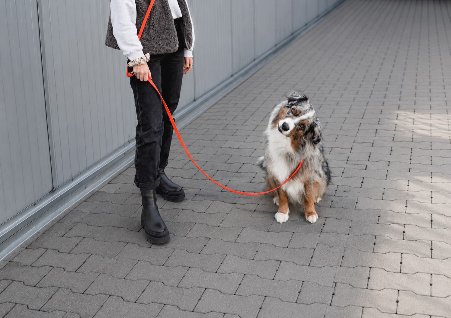 Hund mit verstellbarer Biothane-Hundeleine.