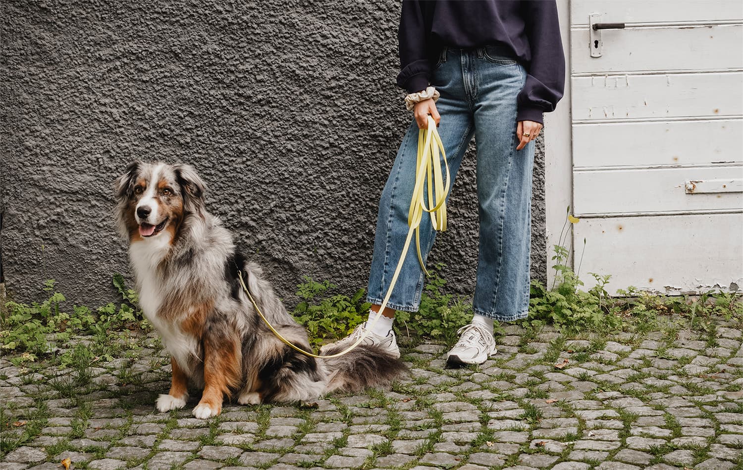 Biothane-Schleppleine mit Hund im Alltag.