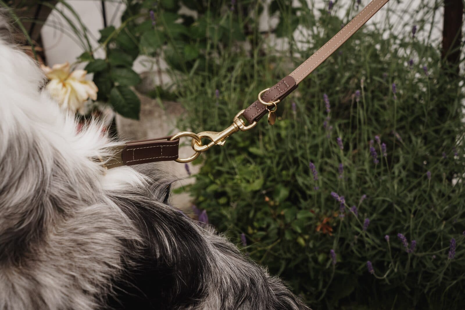 Biothane-Halsband als Beispiel für ein Zugstopp-Halsband.
