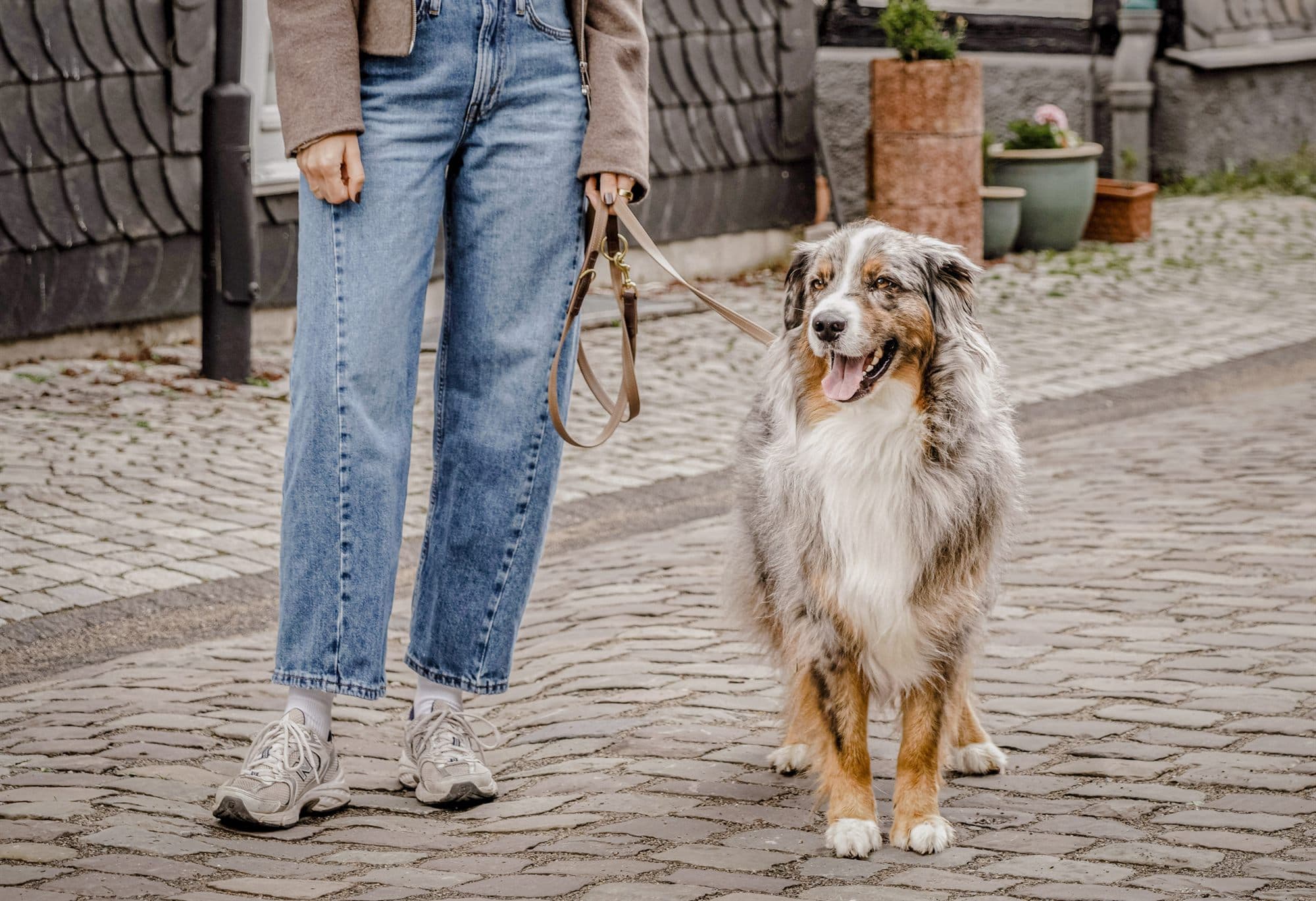 Hund mit Biothane-Leine auf einem Spaziergang